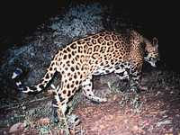 Jaguar.jpg