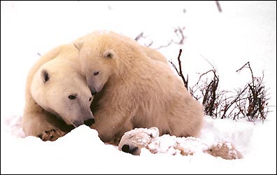 PolarBears.jpg