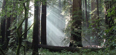 Redwoods.jpg