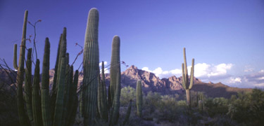 OrganPipeCactus.jpg