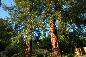 Redwoods.jpg
