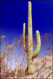 SaguaroTower.jpg