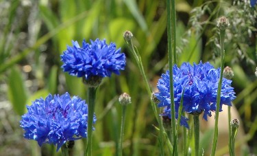 Flowers.jpg