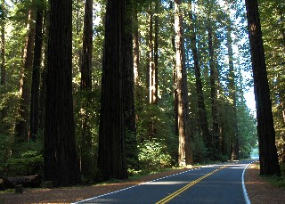 Avenue of the Giants