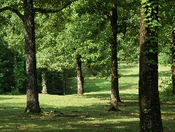 Shiloh Green Trees