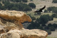 Raven in flight