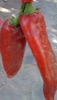 Chiles