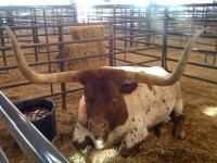 Longhorn steer