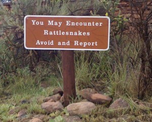 Rattlesnakes