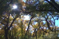 Cottonwoods