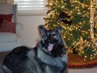 Christmas Pets