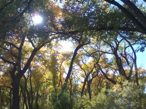 Cottonwood Canopy Cottonwood Canopy