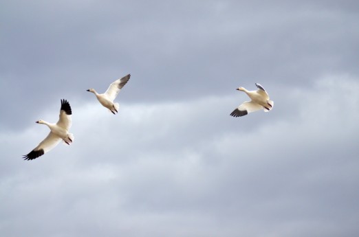 Three Geese
