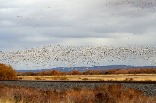 Many Geese