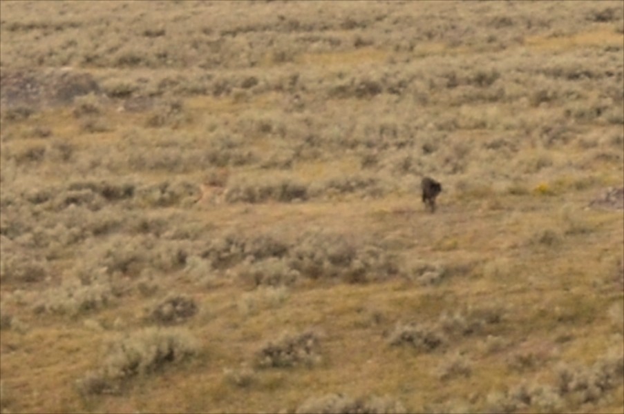 Two Wolves, Yellowstone Two Wolves, Yellowstone