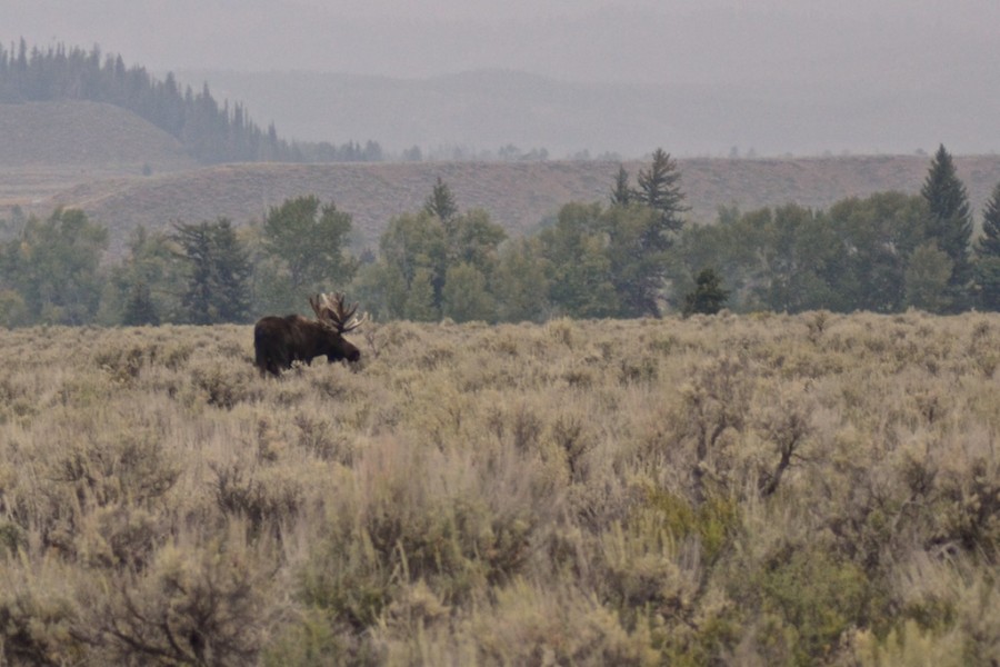 Bull Moose, Grand Teton