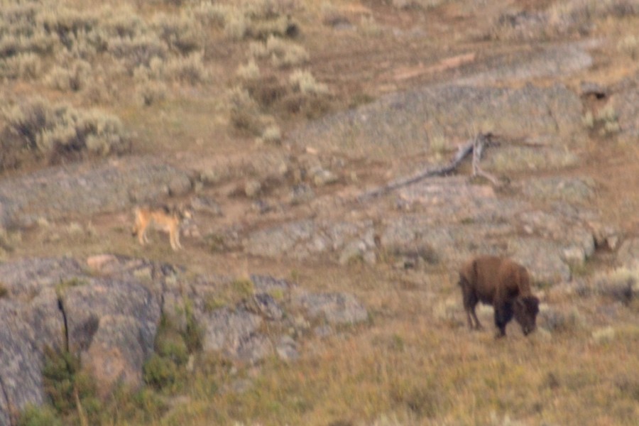 Predator and Prey, Lamar Valley, Yellowstone Predator and Prey, Lamar Valley, Yellowstone