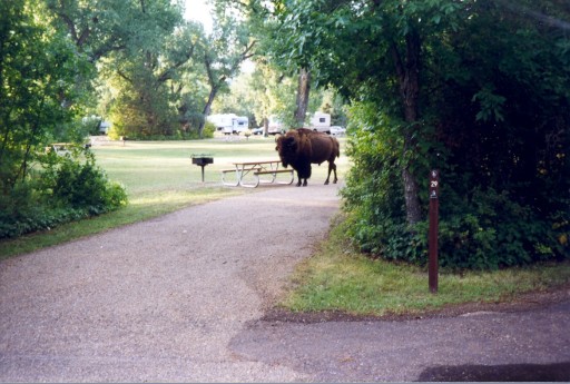 Campground Visitor
