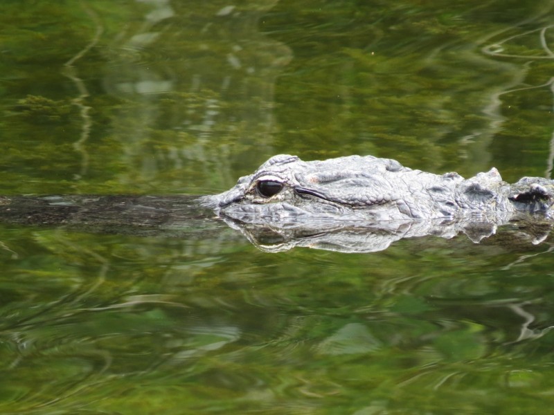 Gator